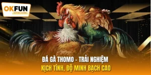 Đá Gà Thomo - Trải Nghiệm Kịch Tính, Độ Minh Bạch Cao